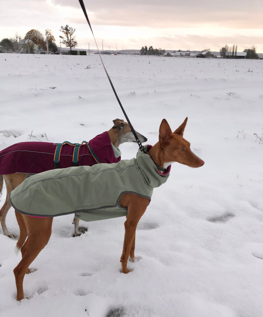 Comment protéger son chien du froid : conseils et astuces pratiques