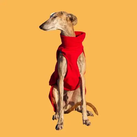 Imperméable pour lévrier et chiens de tous poils