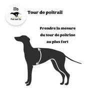 Imperméable pour lévrier et chiens de tous poils - Ilio Pod and Co