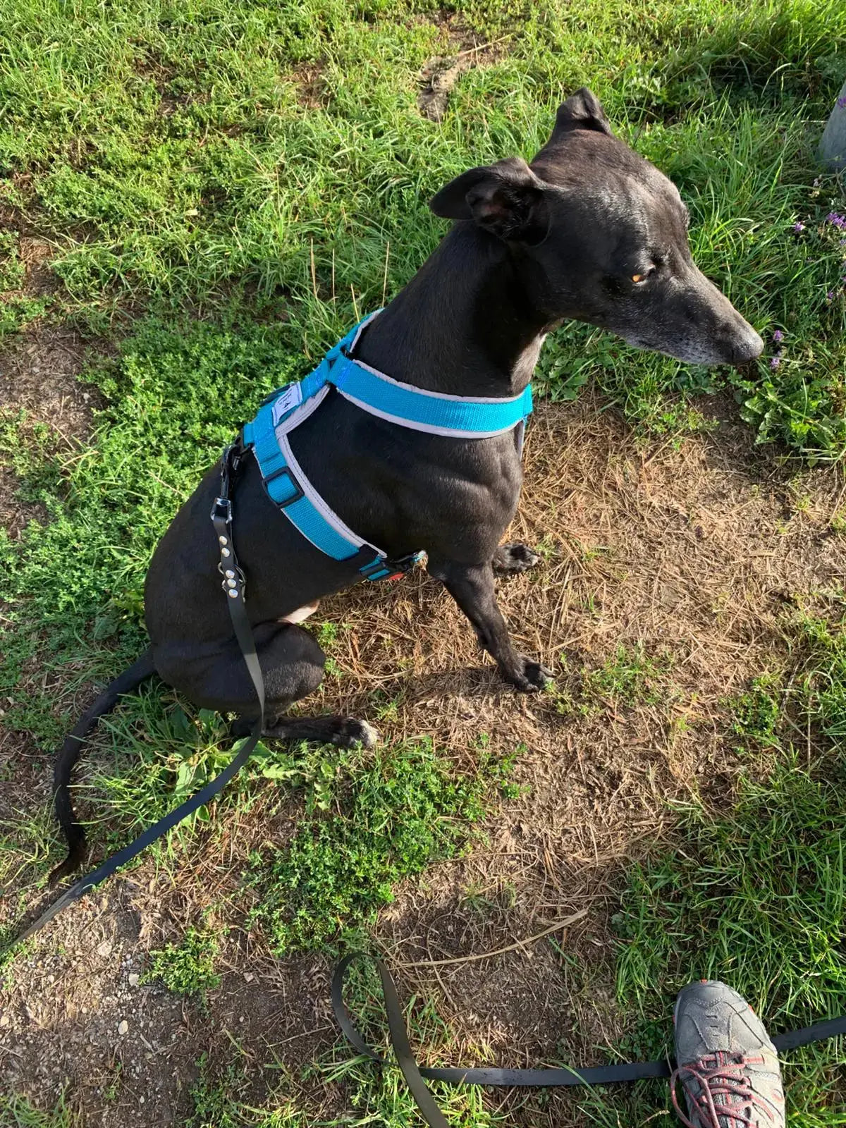 Harnais pour chien Ilio Pod and Co