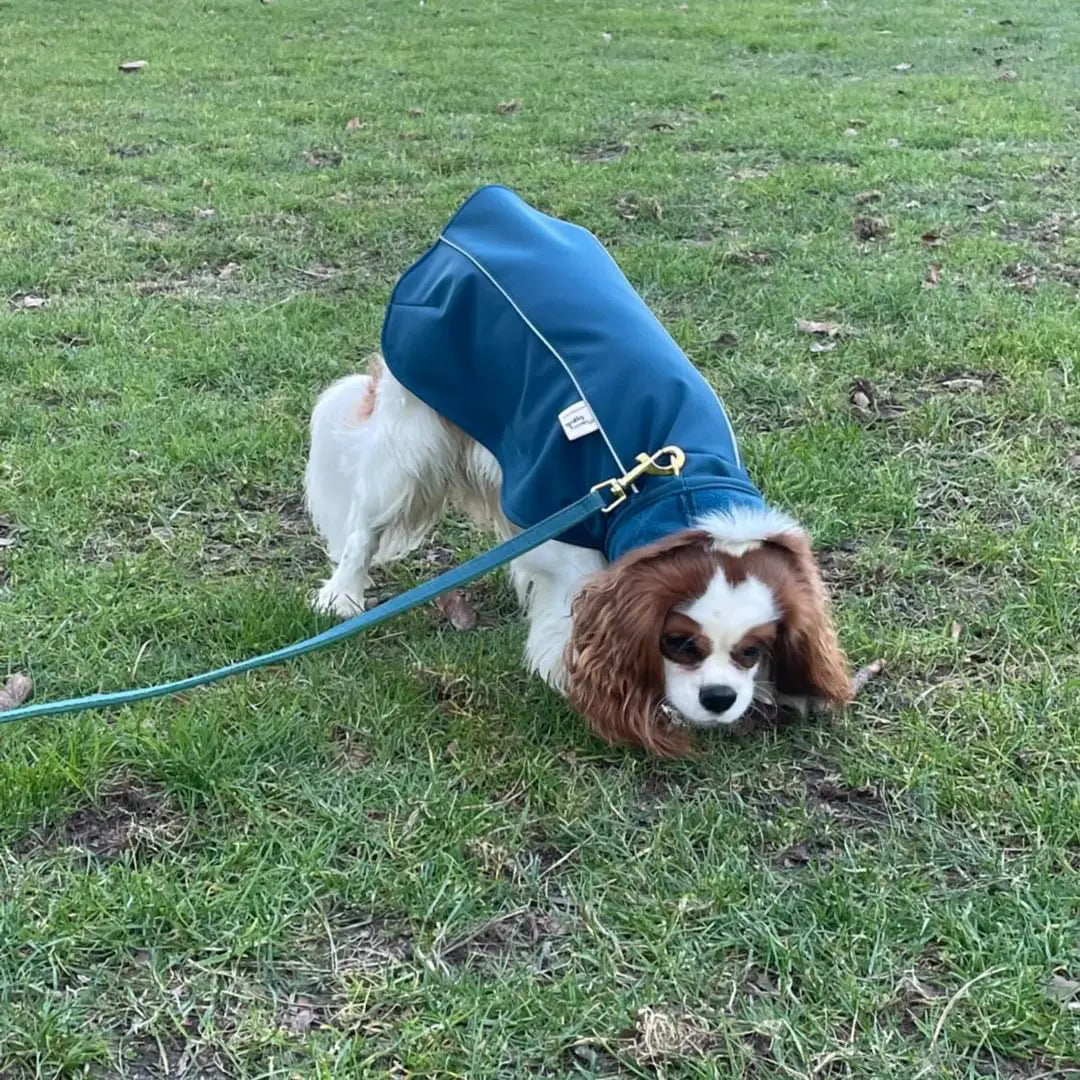 Imperméable pour lévrier et chiens de tous poils