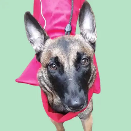 Imperméable pour lévrier et chiens de tous poils