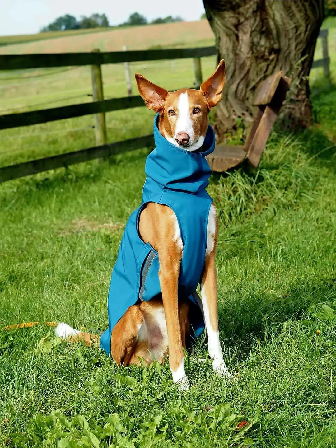 Imperméable pour lévrier et chiens de tous poils Ilio Pod and Co