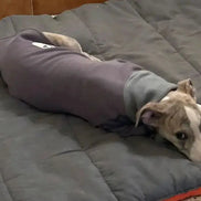 Pyjama chaud pour lévrier Ilio Pod and Co