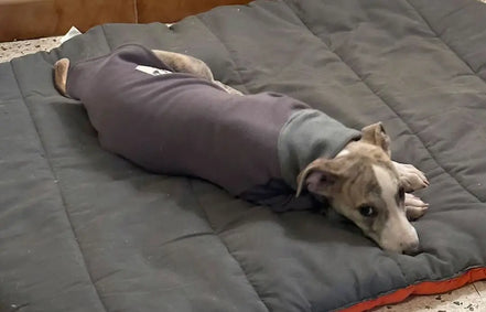 Pyjama chaud pour lévrier