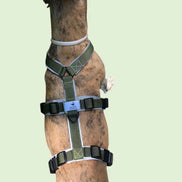 Harnais pour chien |Pack avec longe de 5m : le combo parfait ! - Ilio Pod and Co