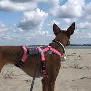 Harnais pour chien |Pack avec longe de 5m : le combo parfait ! - Ilio Pod and Co