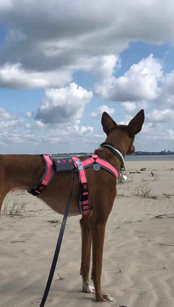 Harnais pour chien |Pack avec longe de 5m : le combo parfait ! - Ilio Pod and Co