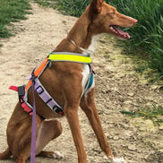 Harnais pour lévriers-harnais pour chiens de toutes tailles - Ilio Pod and Co