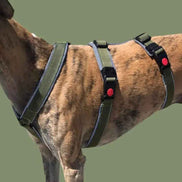 Harnais pour chien |Pack avec longe de 5m : le combo parfait ! - Ilio Pod and Co