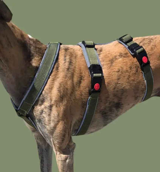Harnais pour chien |Pack avec longe de 5m : le combo parfait ! - Ilio Pod and Co