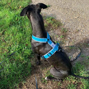 Harnais pour chien |Pack avec longe de 5m : le combo parfait ! - Ilio Pod and Co