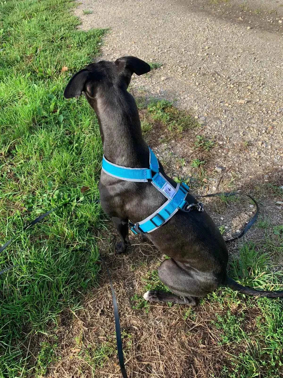 Harnais pour chien |Pack avec longe de 5m : le combo parfait ! - Ilio Pod and Co