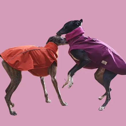 Imperméable pour lévrier et chiens de tous poils