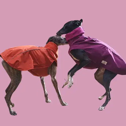 Imperméable pour lévrier et chiens de tous poils Ilio Pod and Co