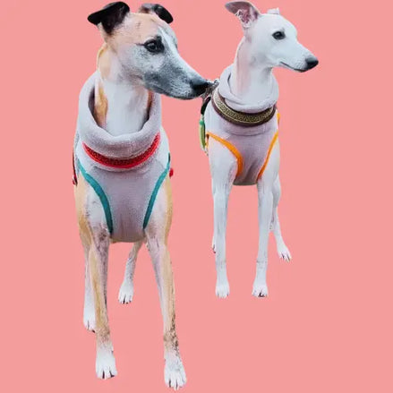 Polaire pour chien