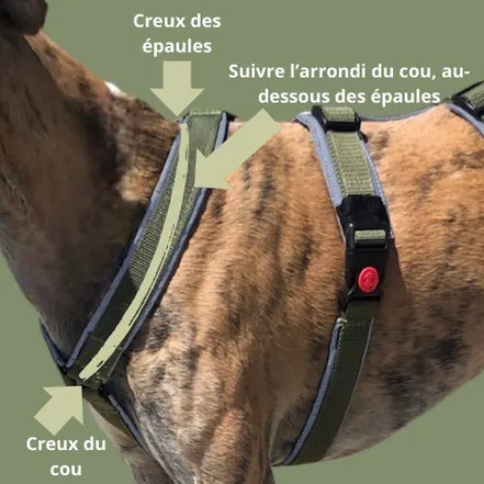 Pack harnais + longe de 5m : le combo parfait !