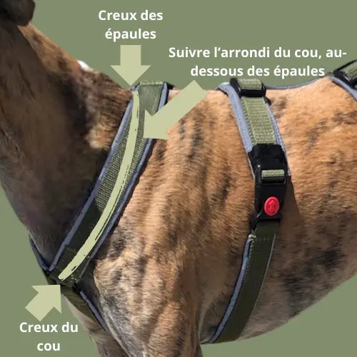 Pack harnais + longe de 5m : le combo parfait !