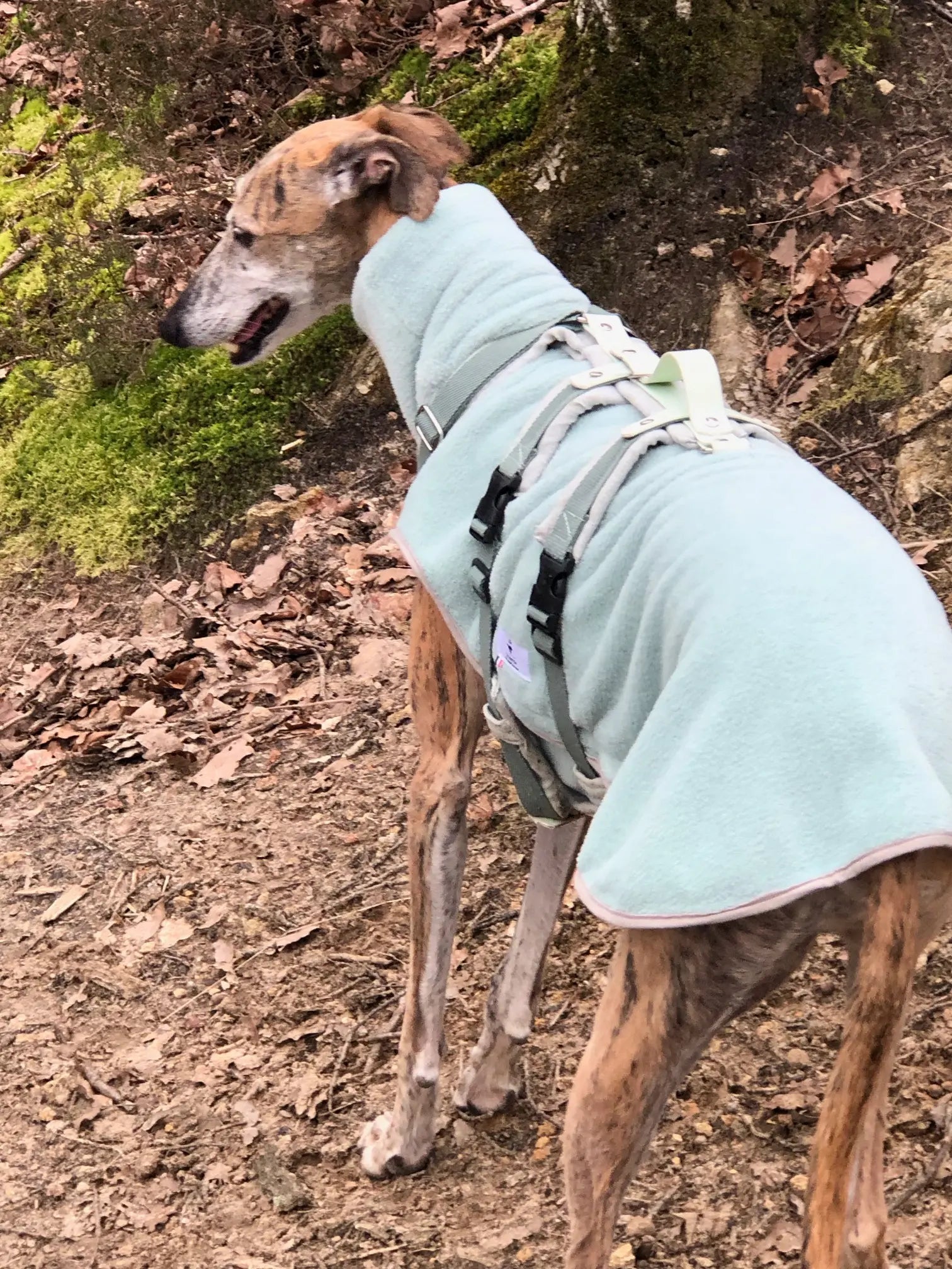 Polaire pour chien