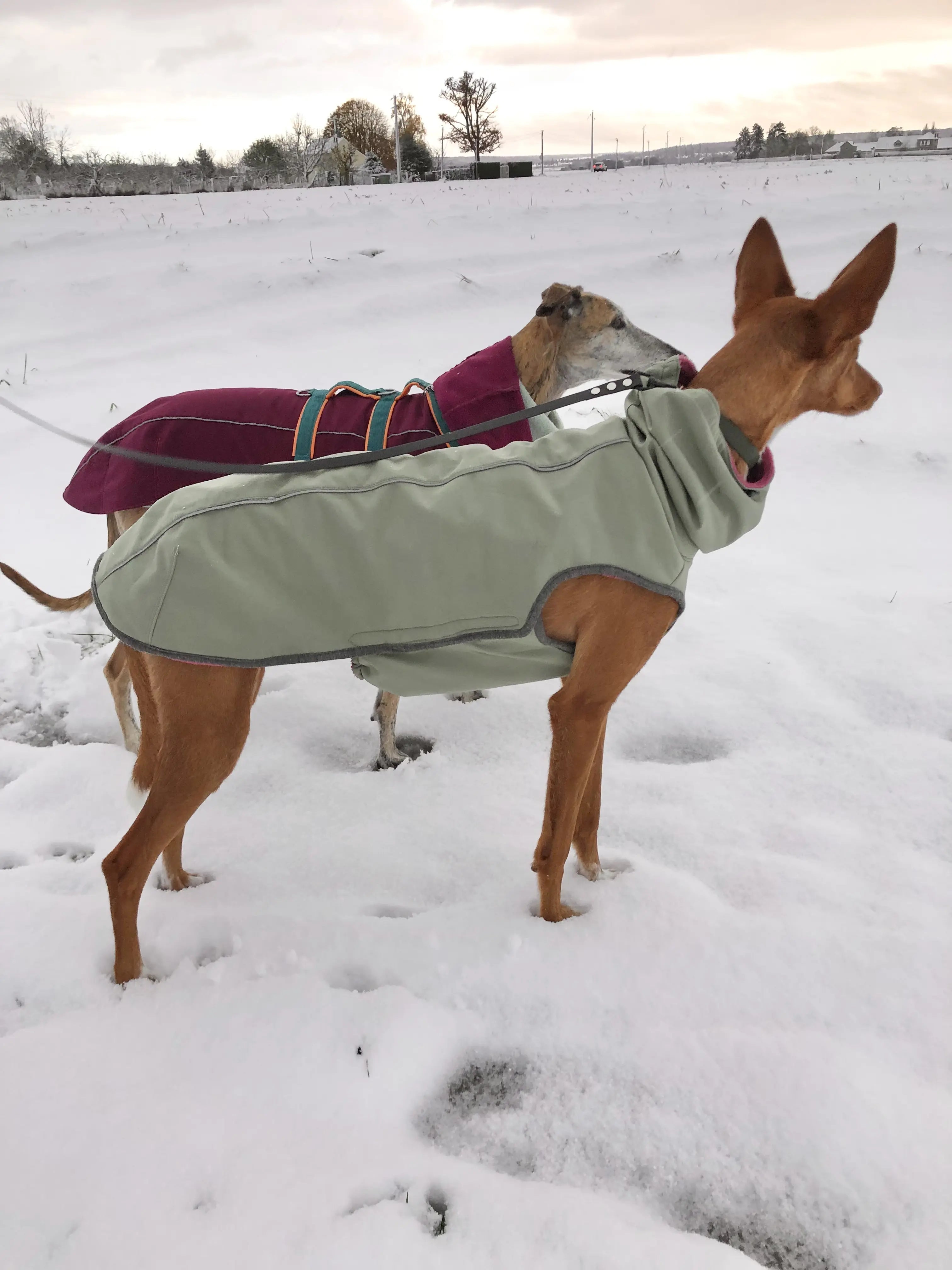 Manteau chaud et imperméable d'hiver pour lévrier et chiens toutes tailles