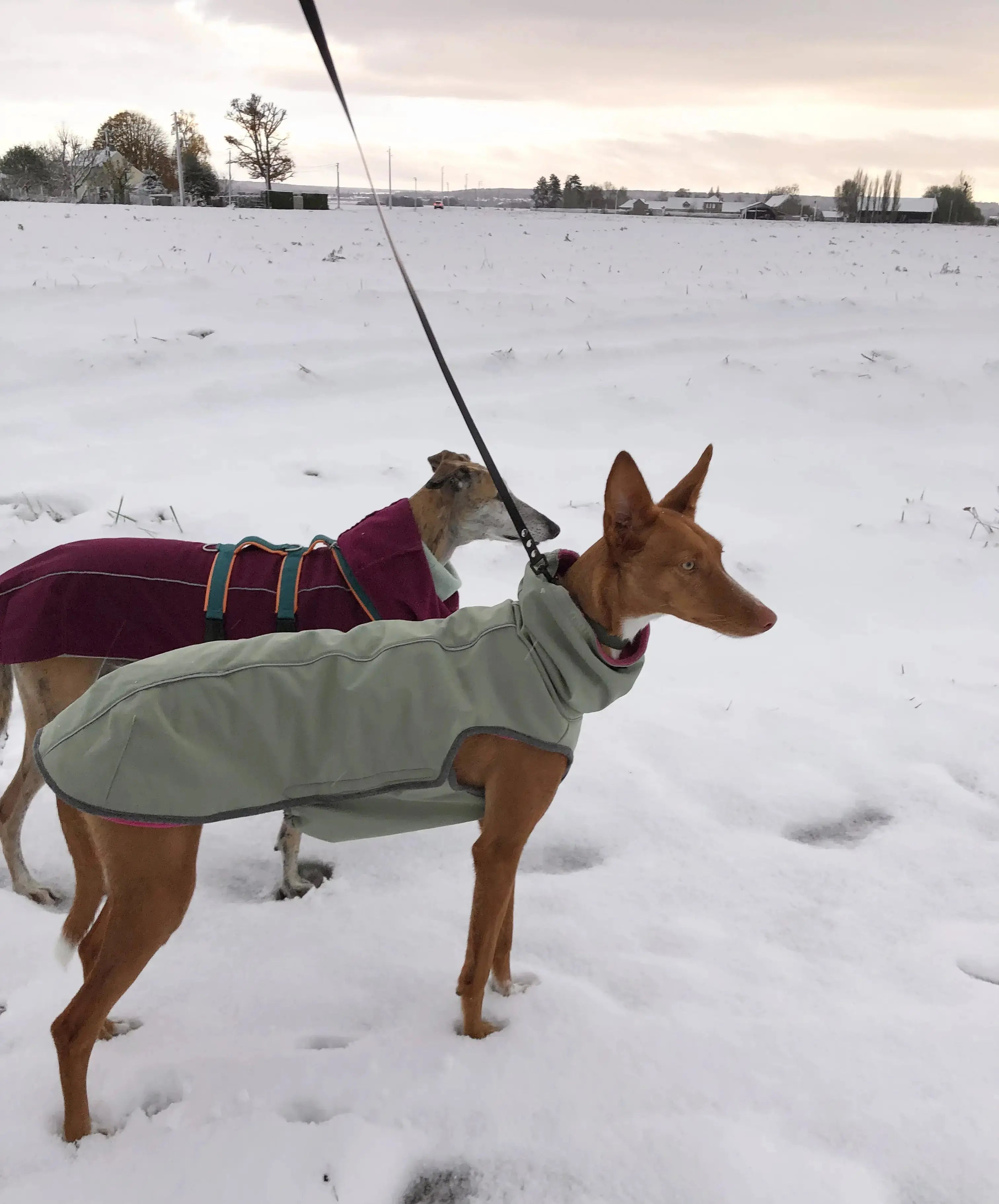 Manteau chaud et imperméable d'hiver pour lévrier et chiens toutes tailles Ilio Pod and Co