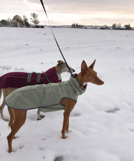 Manteau chaud et imperméable d'hiver pour lévrier et chiens toutes tailles