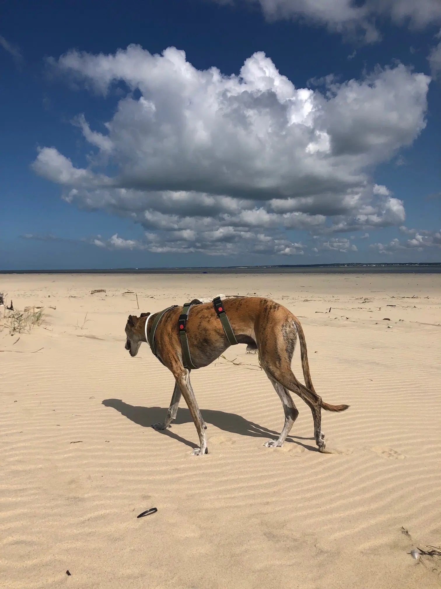 Harnais pour chien Ilio Pod and Co