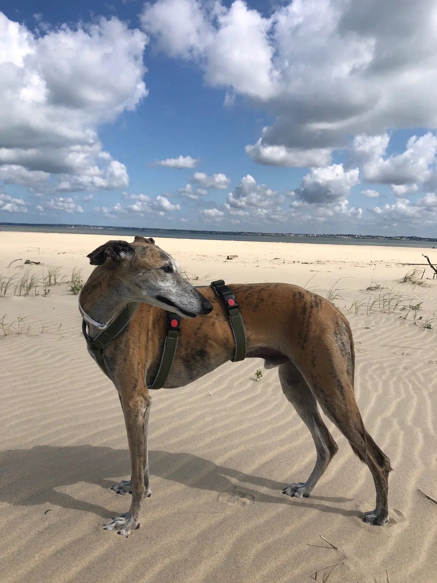 Harnais pour chien Ilio Pod and Co