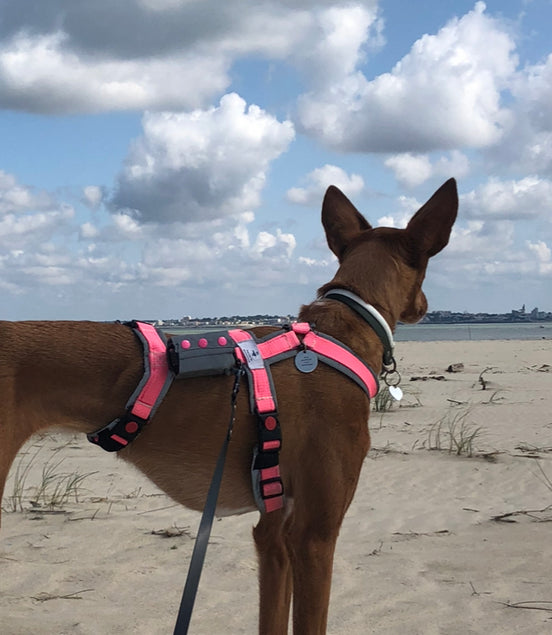 Harnais pour chien
