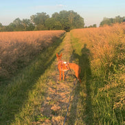 Harnais pour lévriers-harnais pour chiens de toutes tailles - Ilio Pod and Co