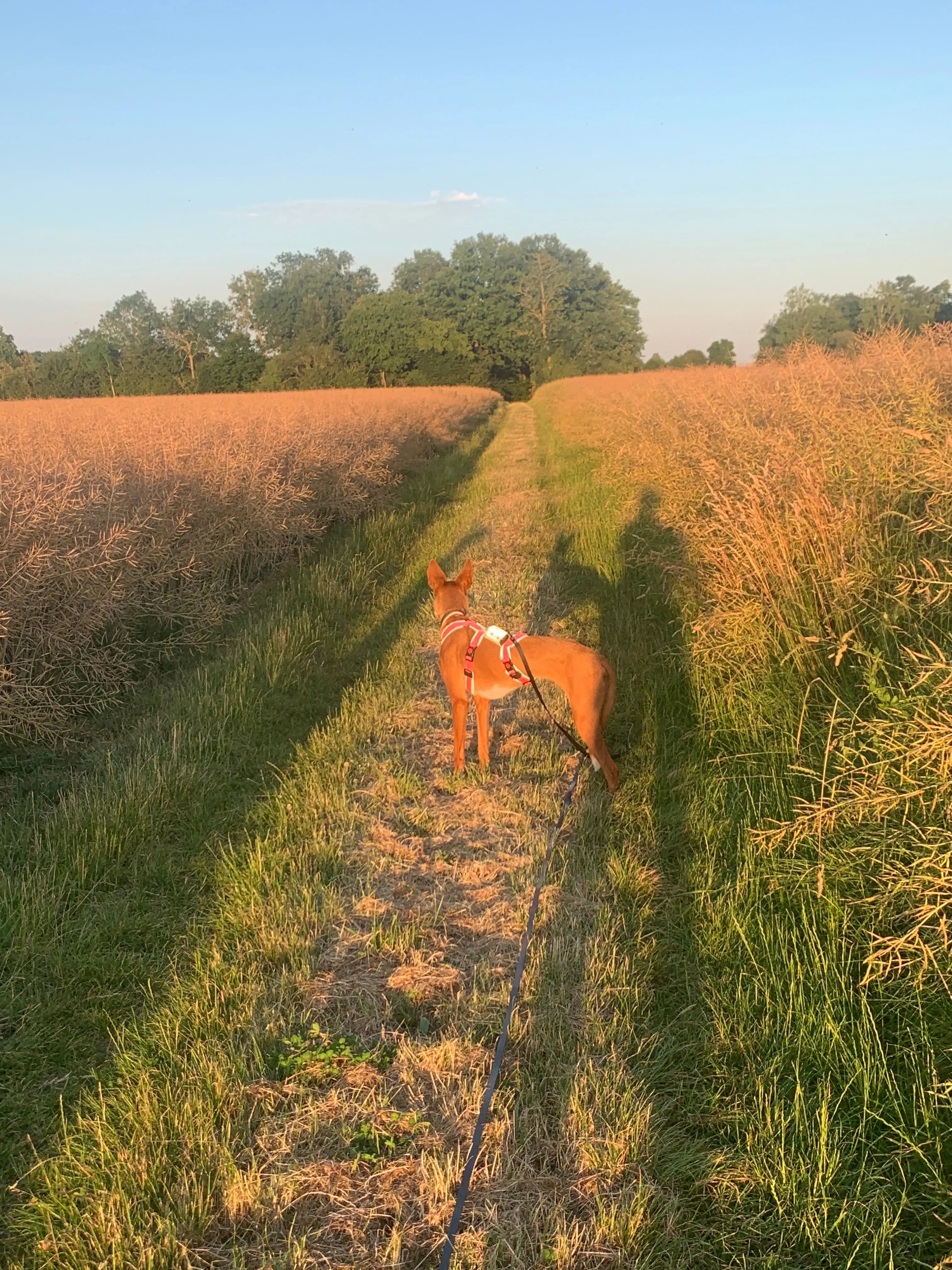 Harnais pour chien Ilio Pod and Co