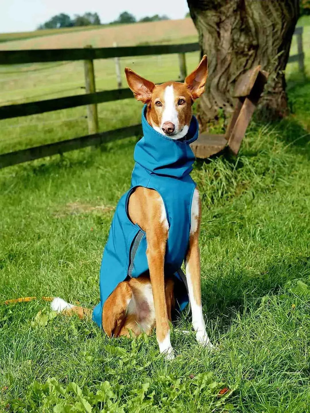 Imperméable pour lévrier et chiens de tous poils - Ilio Pod and Co