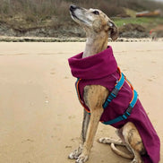 Imperméable pour lévrier et chiens de tous poils - Ilio Pod and Co