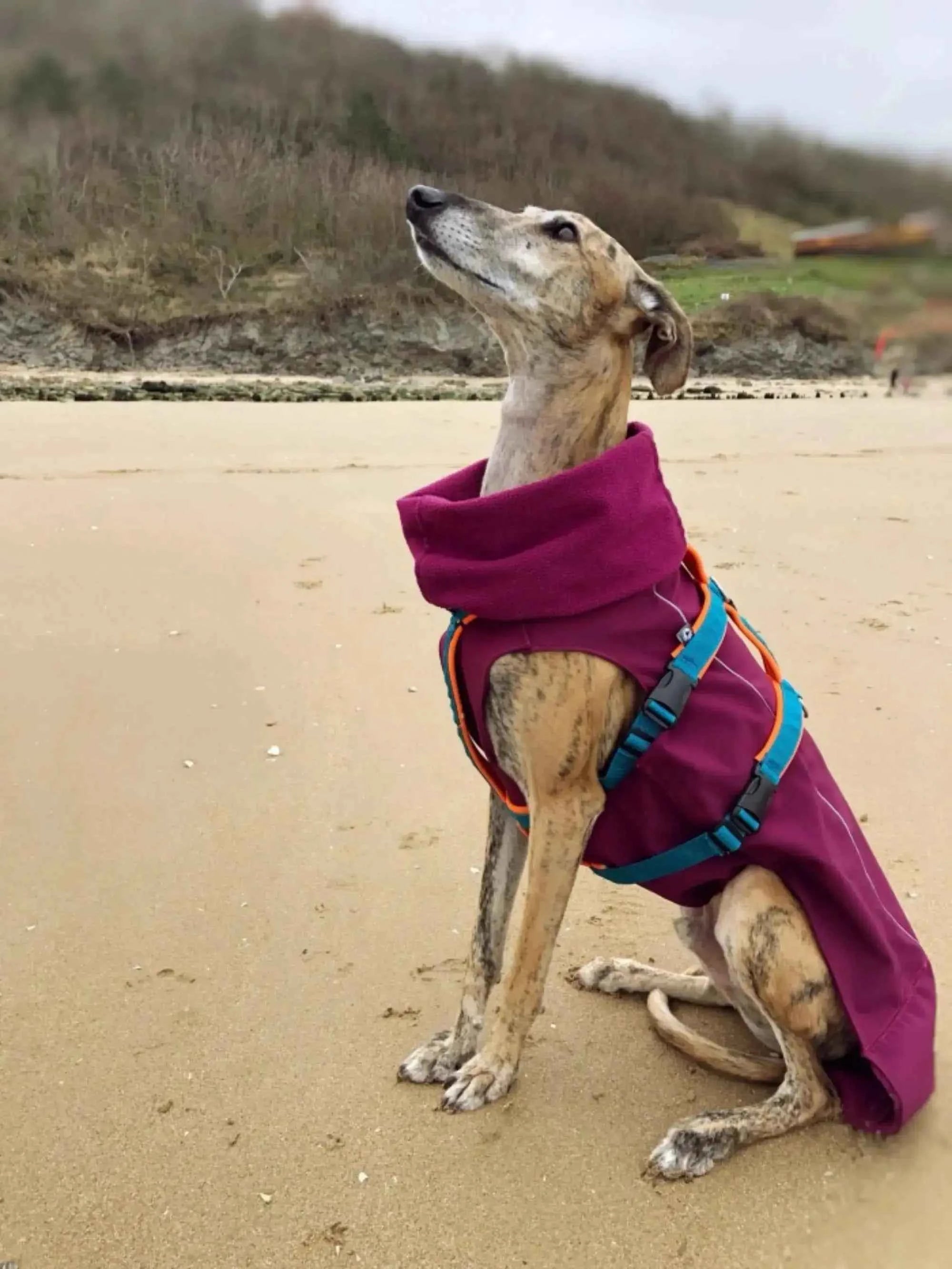Imperméable pour lévrier et chiens de tous poils - Ilio Pod and Co
