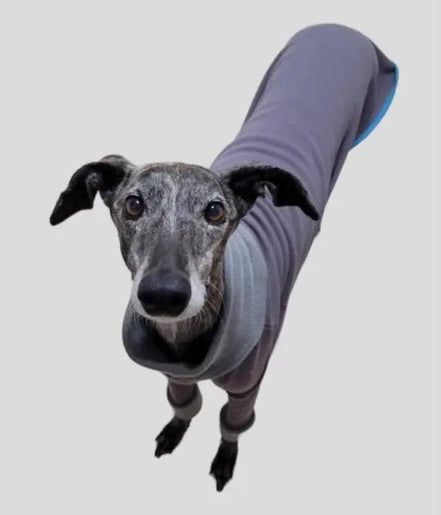 Pyjama chaud pour lévrier