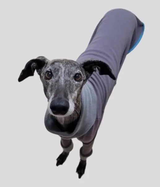 Pyjama chaud pour lévrier