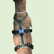 Harnais pour chien Ilio Pod and Co