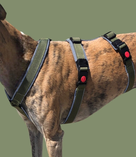 Harnais pour chien