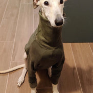 pyjama-galgo-podenco-greyhound-whippet-pli
