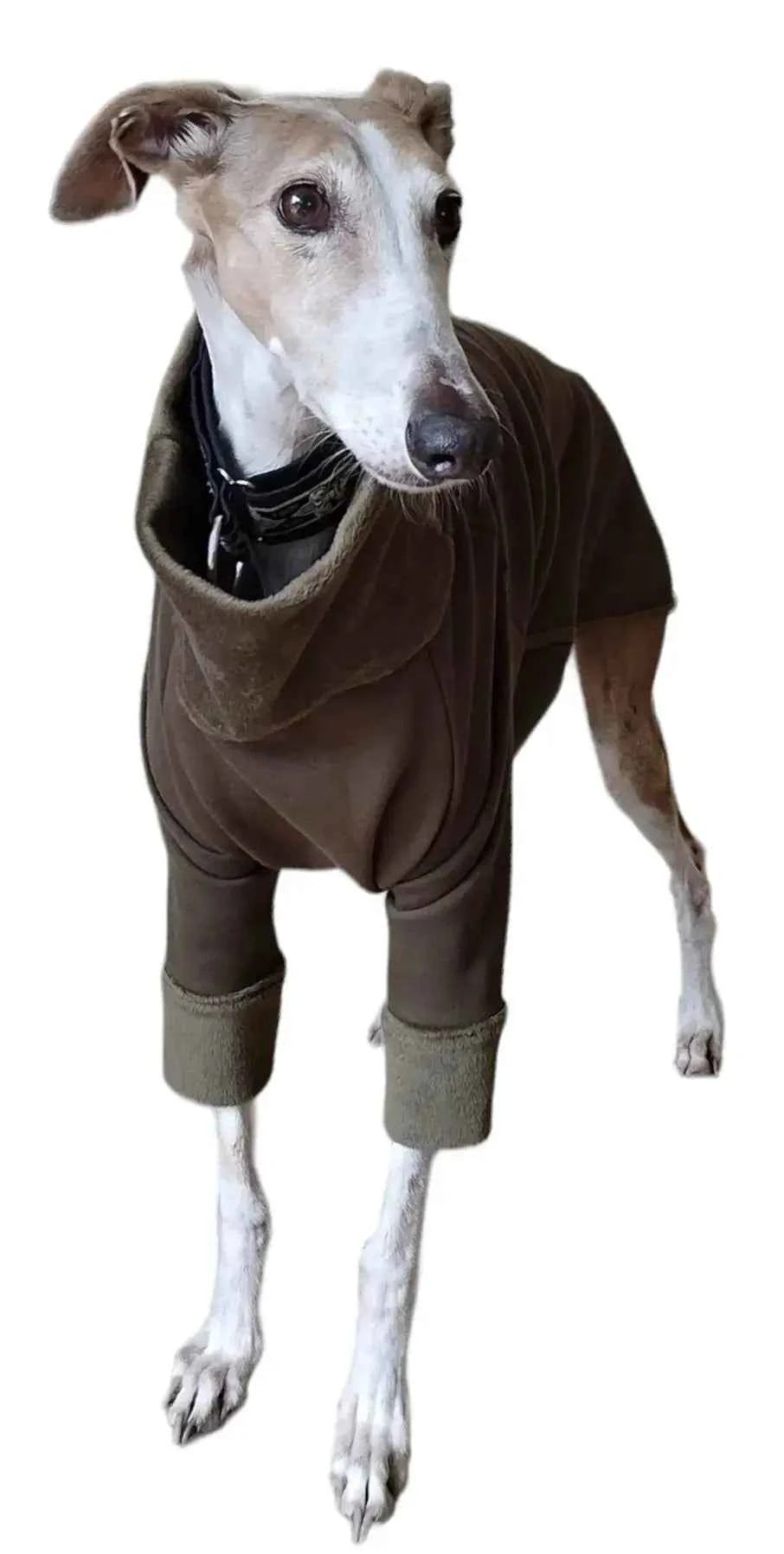 Pyjama pour lévrier : bien chaud et confortable - Ilio Pod and Co