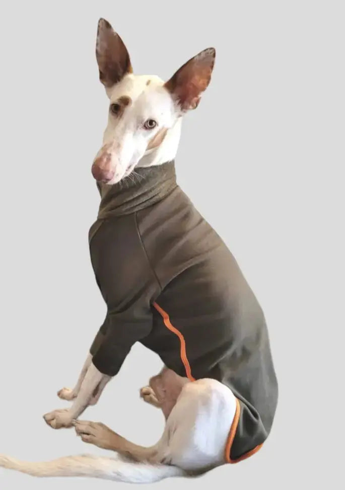 Pyjama pour lévrier : bien chaud et confortable - Ilio Pod and Co