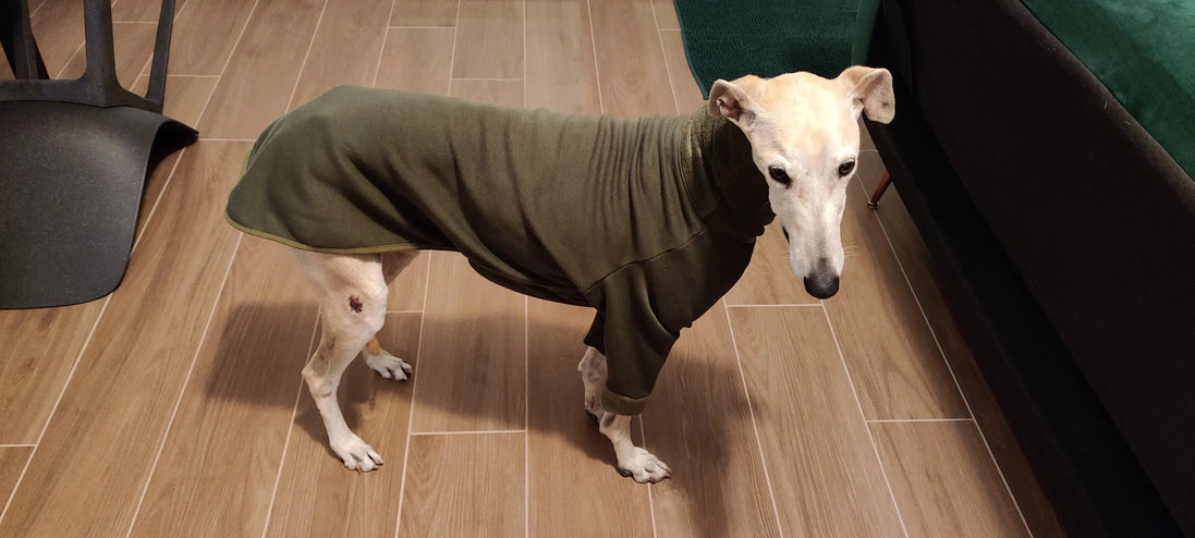 Pyjama pour lévrier : bien chaud et confortable - Ilio Pod and Co