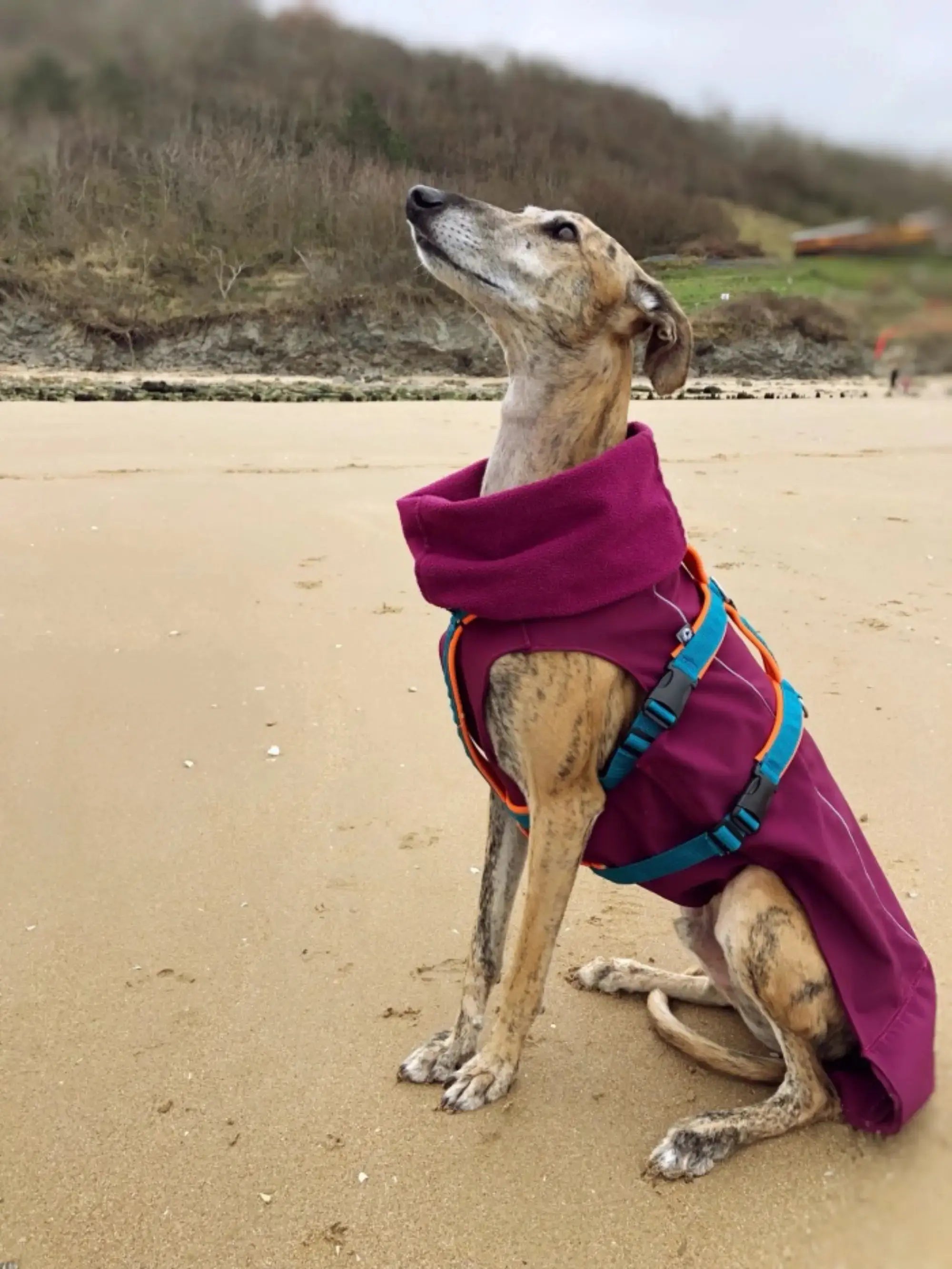 Imperméable pour lévrier et chiens de tous poils Ilio Pod and Co