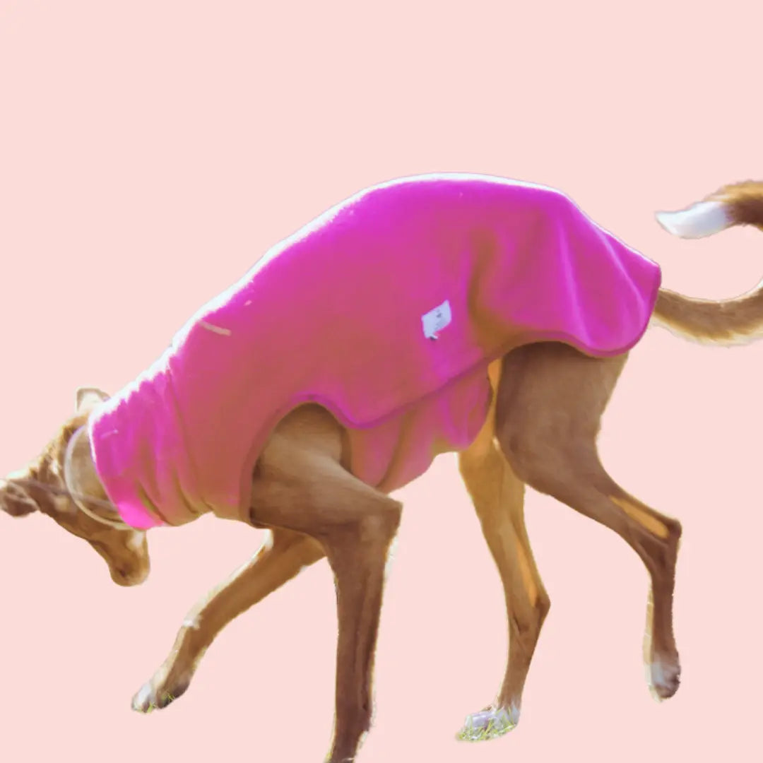 Polaire pour chien