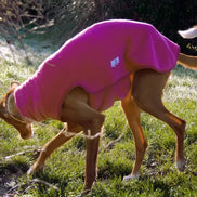 polaire-pour-podenco