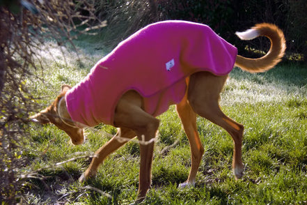polaire-pour-podenco