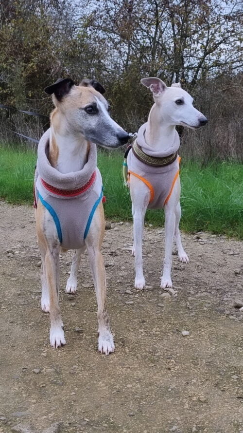 polaire-whippet