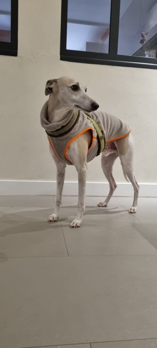 polaire-whippet