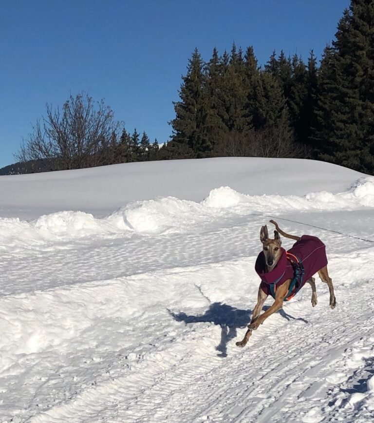 Mettre un manteau à son chien pour qu'il soit heureux dans le froid ! 3 manteaux-pour-chien