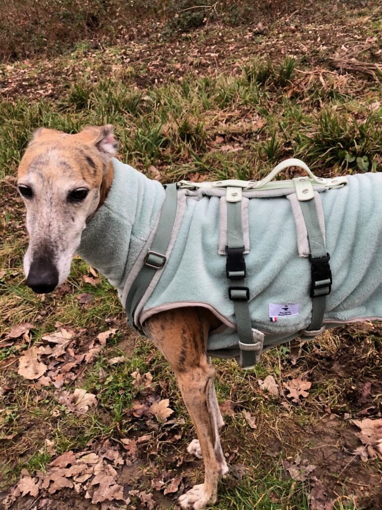 Manteau lévrier galgo sale